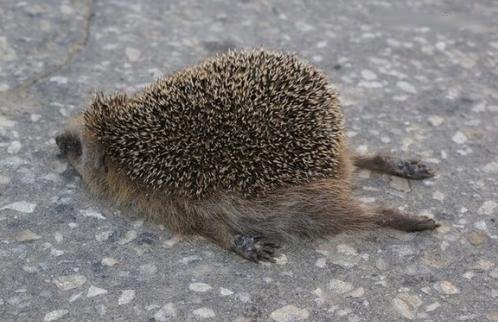 tired hedgehog