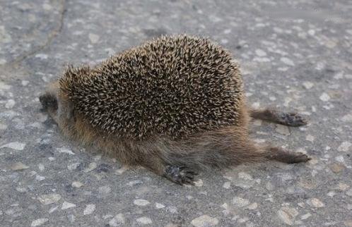 Tired Hedgehog